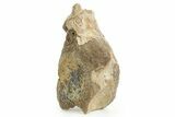 Rare, Fossil Aetosaur Cervical Vertebra - New Mexico #367569-1